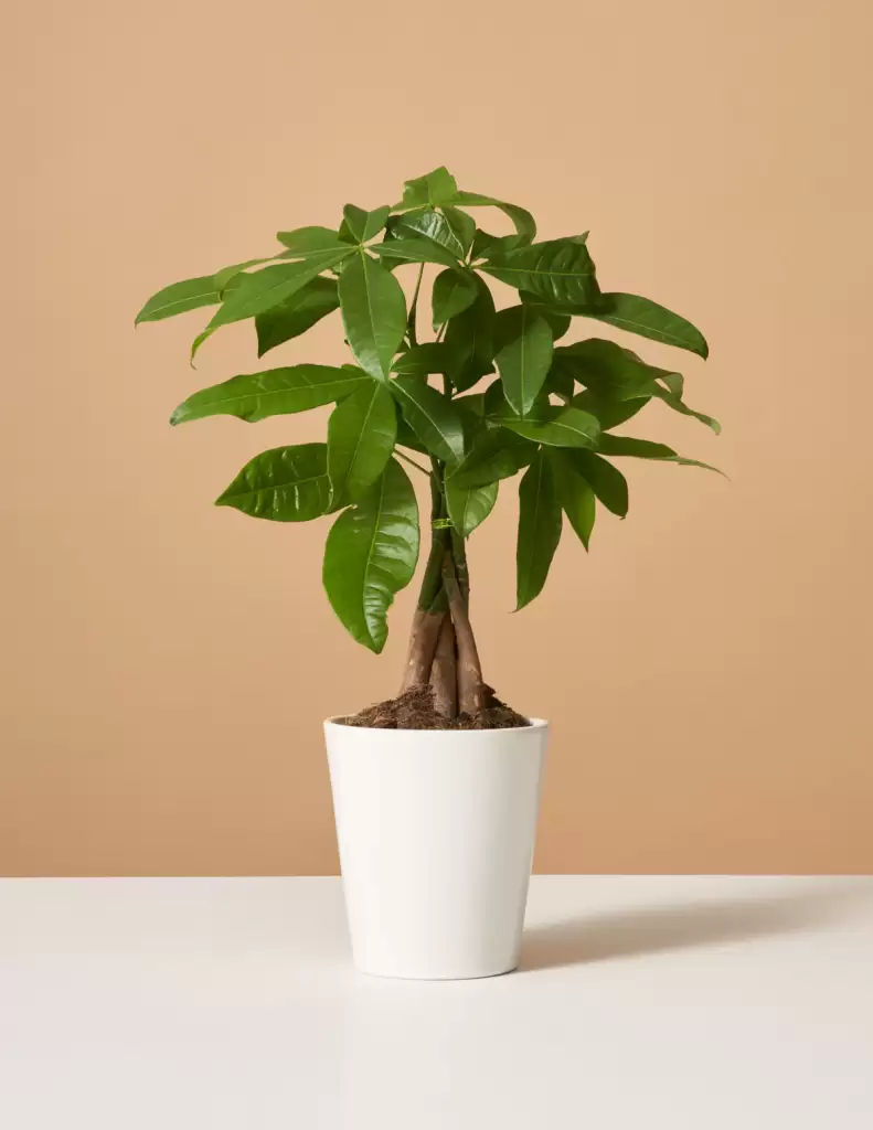 Money Plant Tree requires water every 1-2 weeks $68