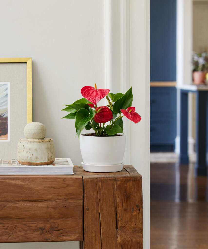 Red Anthurium symbolizes hospitality, luck, and strong relationships, bringing instant happiness and abundance to any home. These tropical plants will thrive year-round, in a warm bright spot. $49
