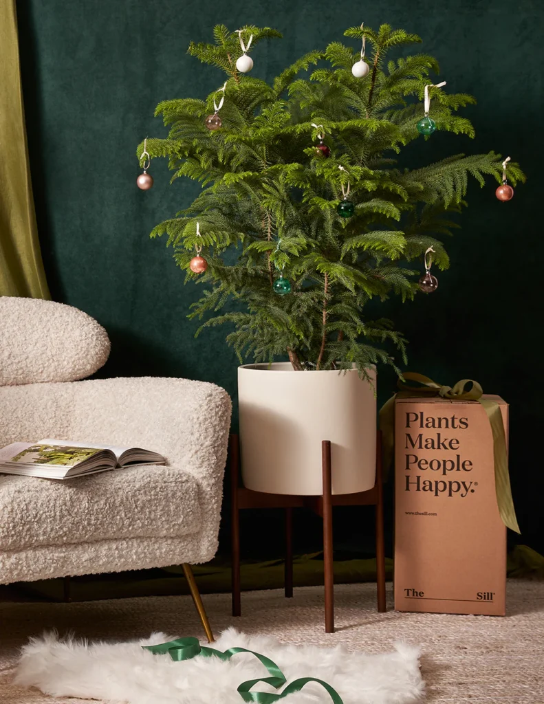 The Sill Norfolk Island Pine Tree