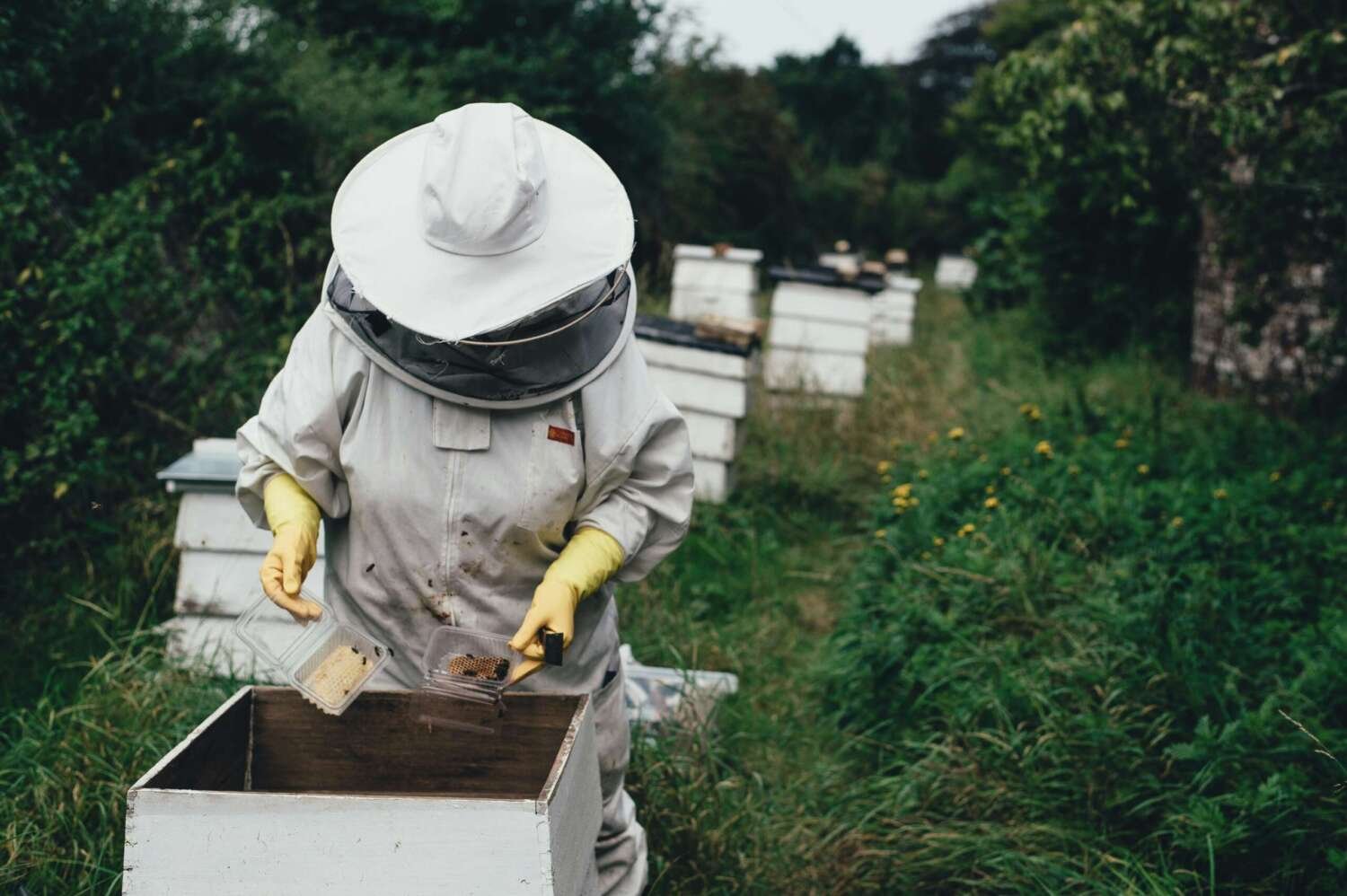 A bee keeper. Image: Annie Spratt