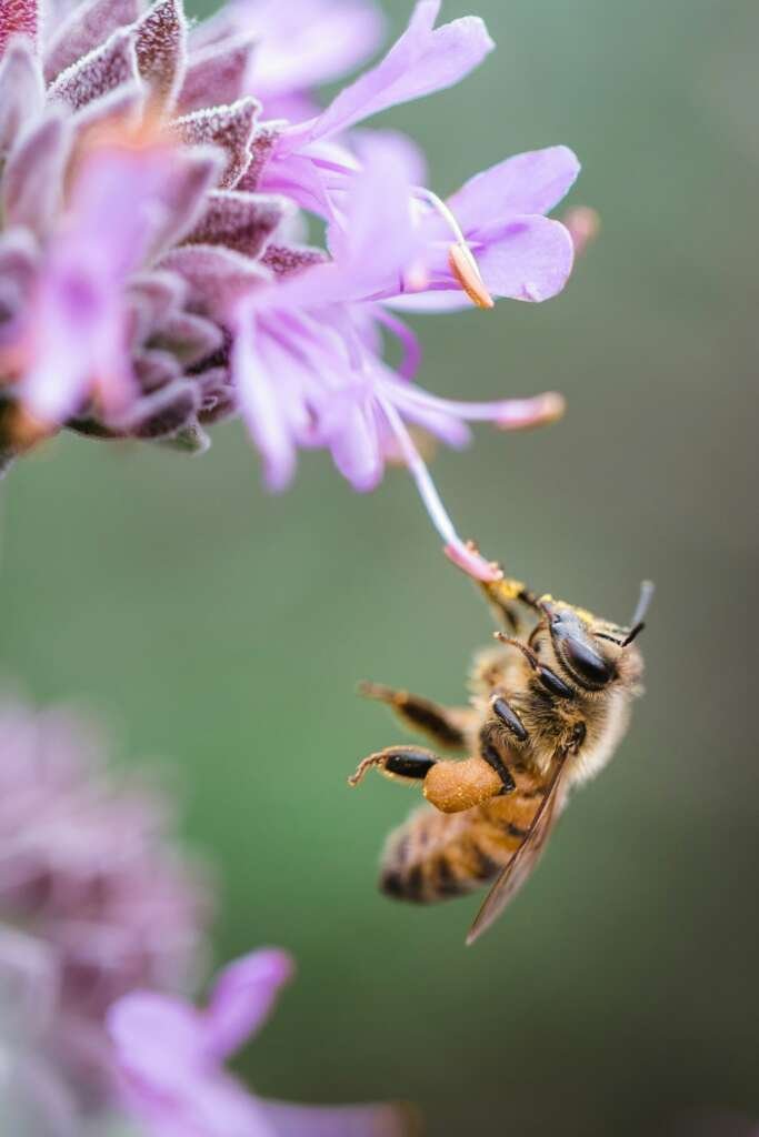 Bee on a flower Image Jason Leung