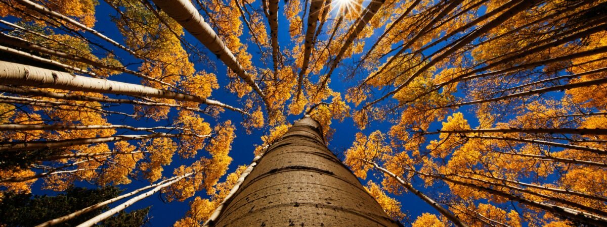 Reforestation is one of the solutions to mitigate the impacts of climate change. Image Robert Murray