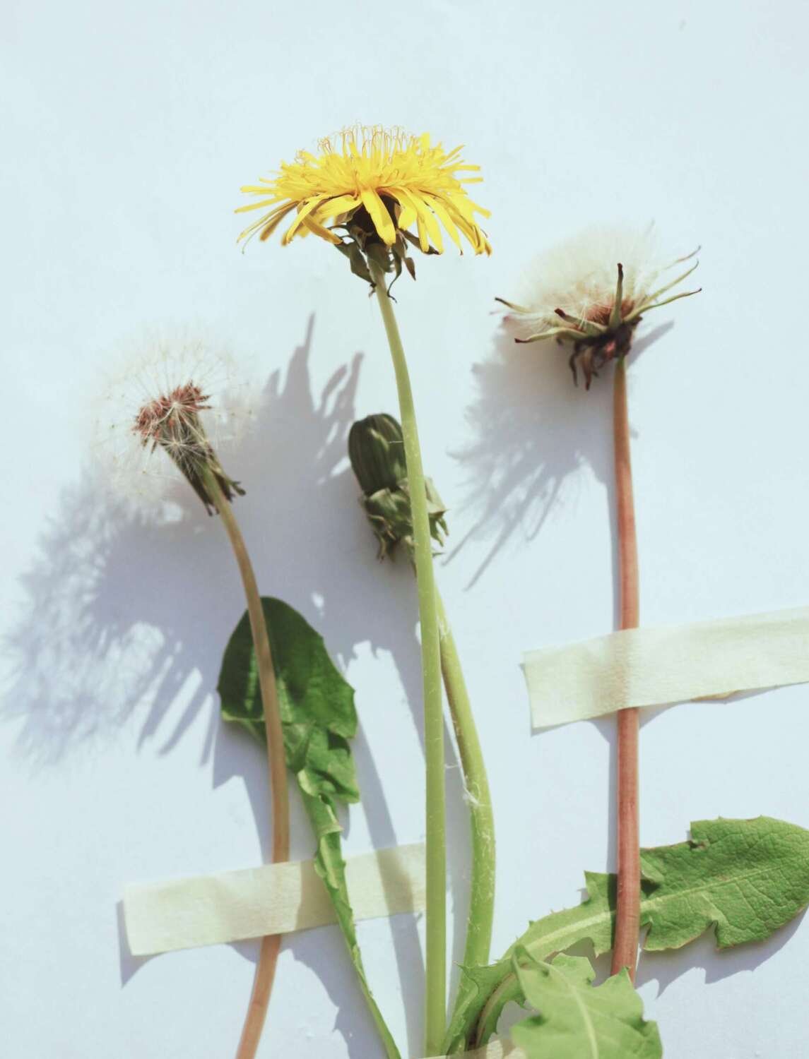 Weeds
