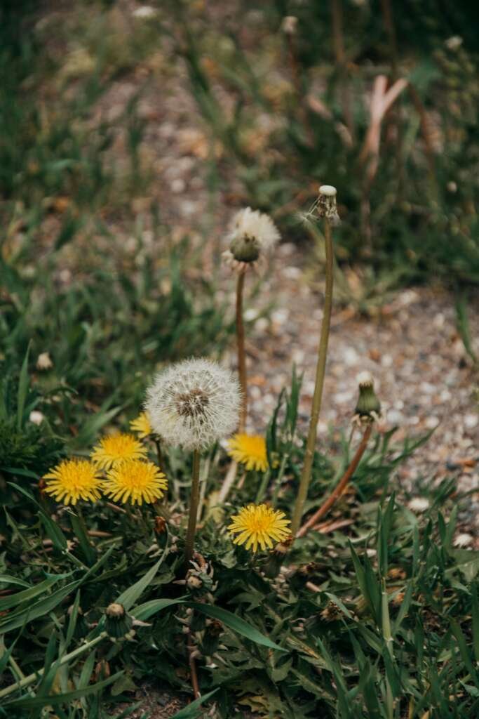 Weeds