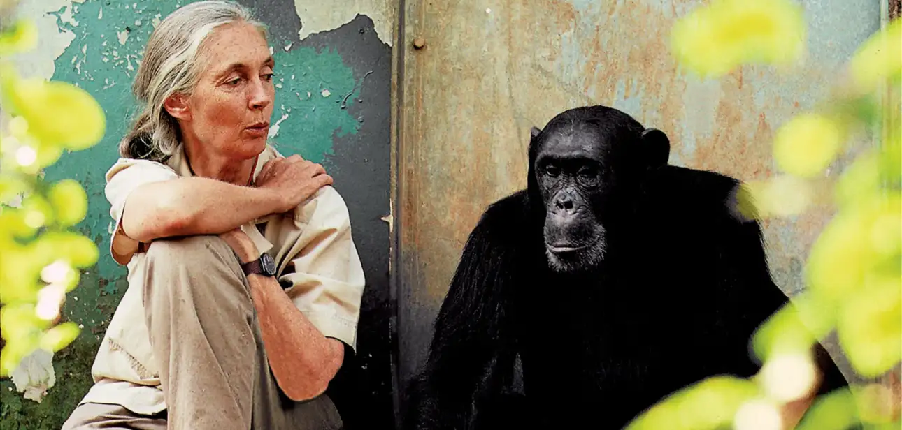 Jane Goodall quotes