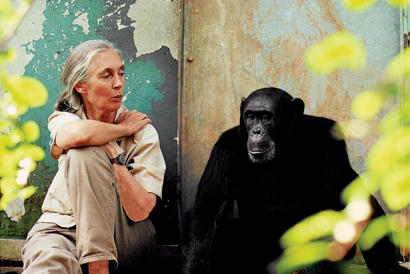 Jane Goodall quotes