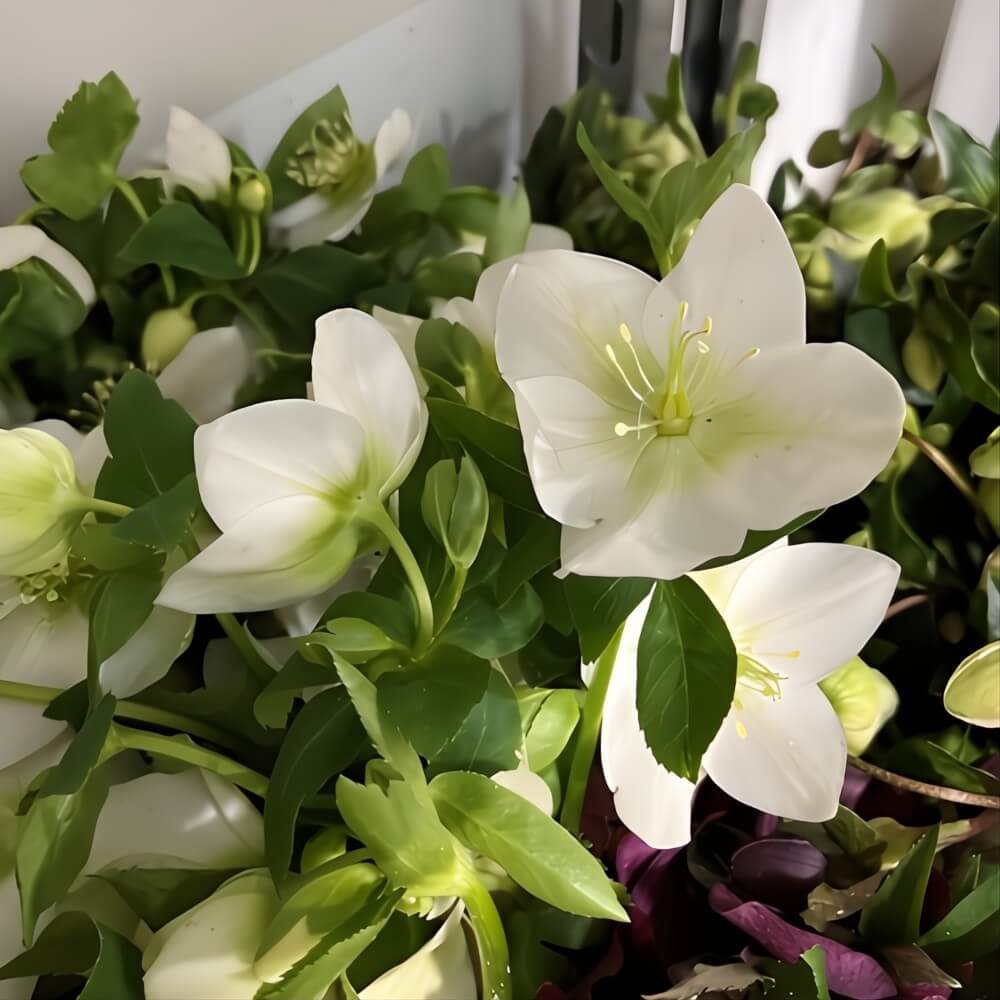 Wholesale White Helleborus is a graceful bloom that exudes romance and elegance, perfect for winter and spring weddings. Known as “Winter Bells,” its soft, creamy white petals and lush green foliage create an ethereal charm. 