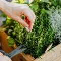 Grow An Indoor Vegetable Garden With Grow Lights