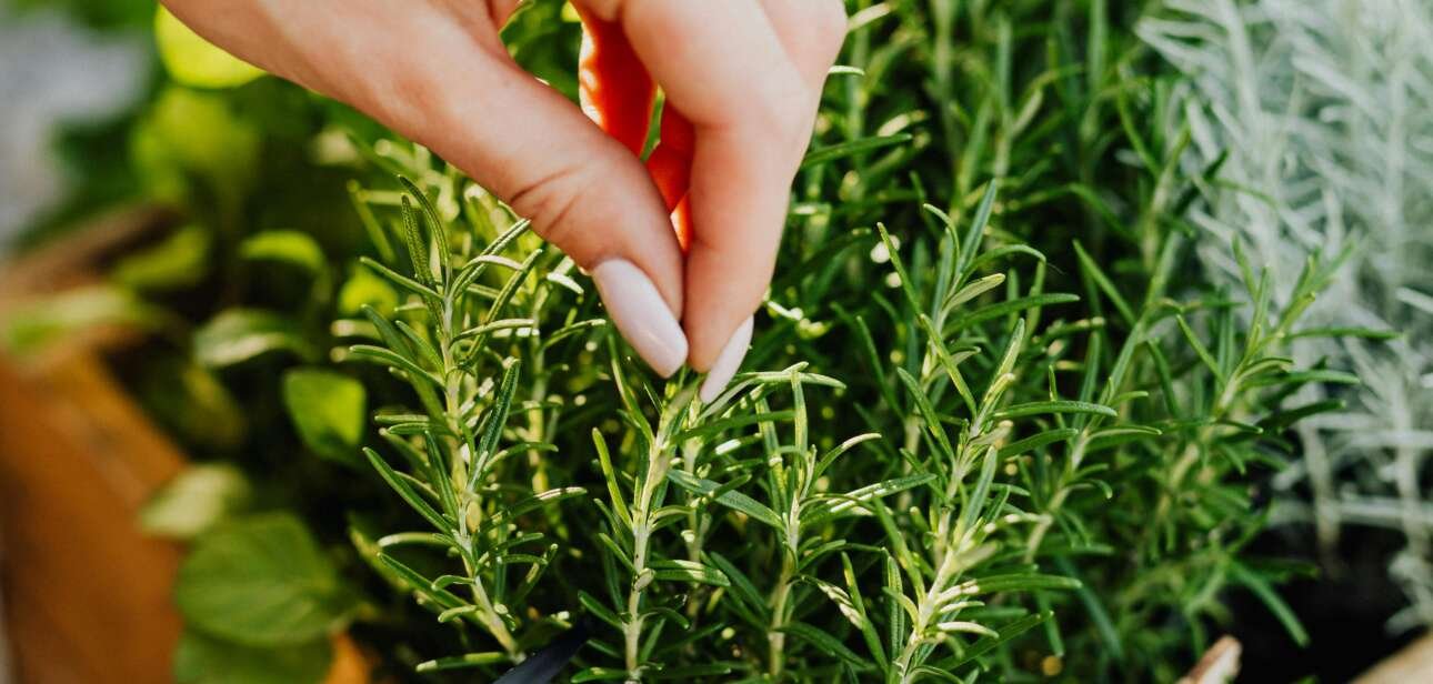 Tips to grow an indoor vegetable garden with grow lights.
