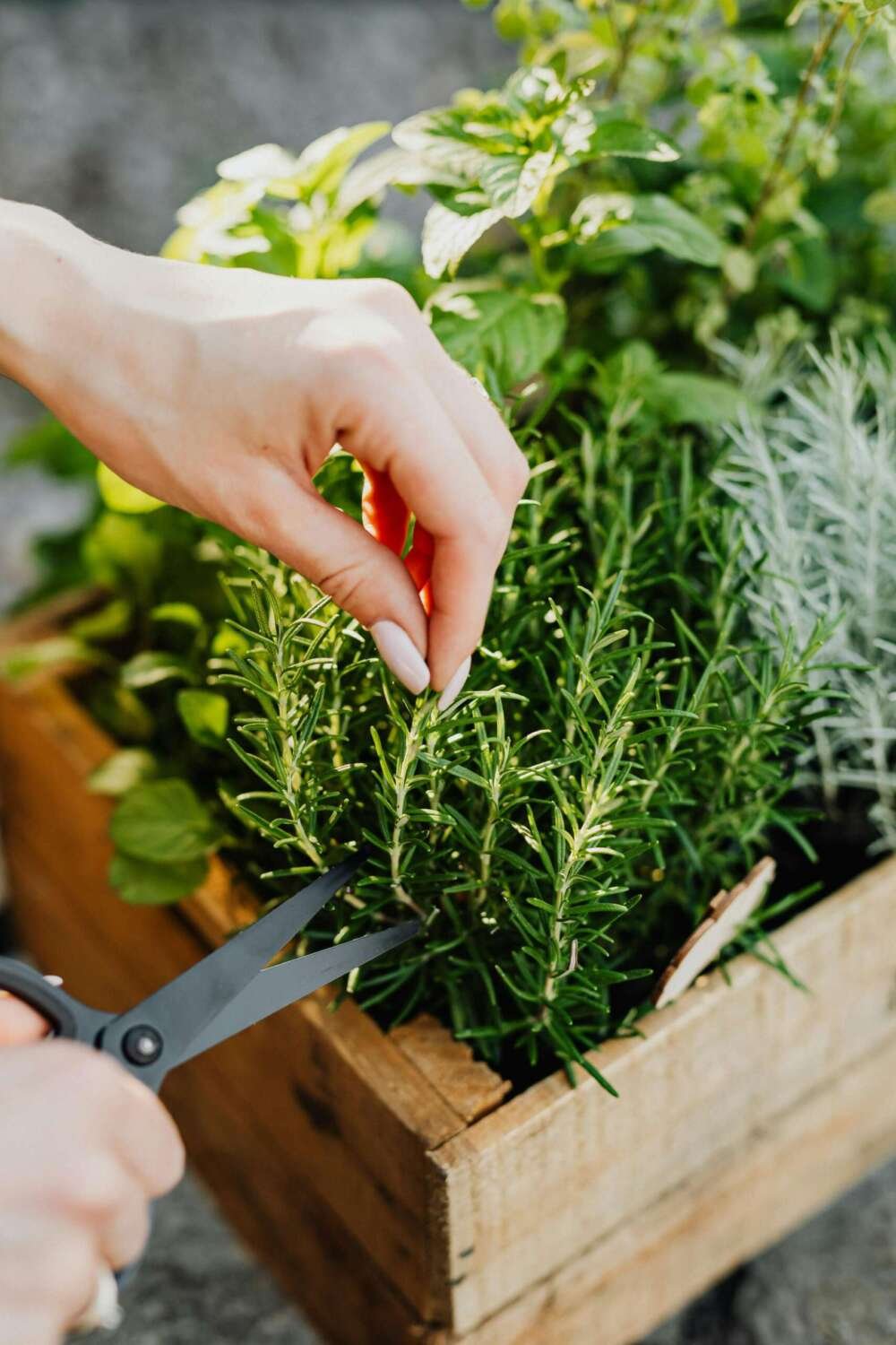 Tips to grow an indoor vegetable garden with grow lights.