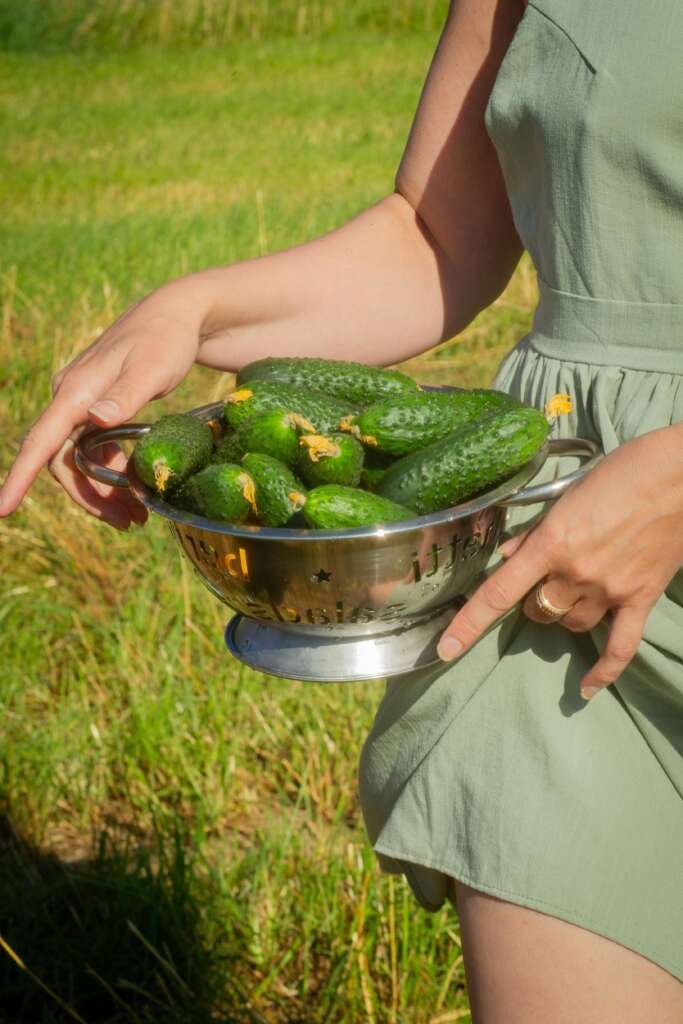Cucumbers
Image: Olga Volkovitskaia