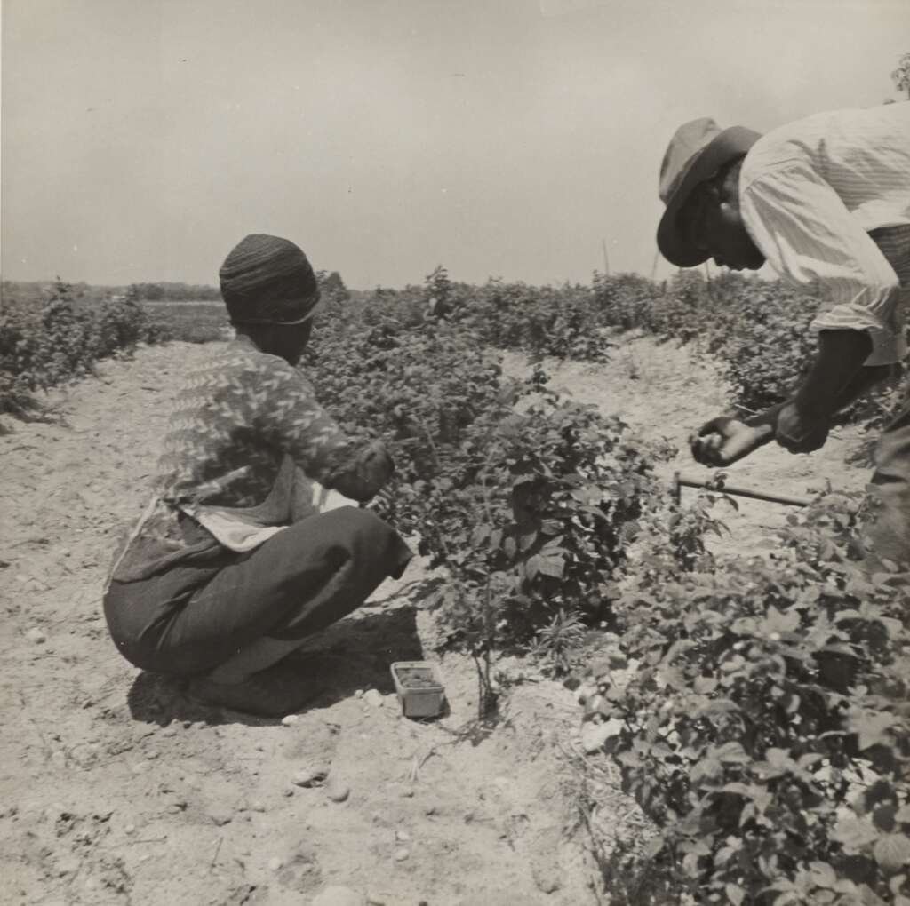 Black Farmers
Image: The New York Public Library